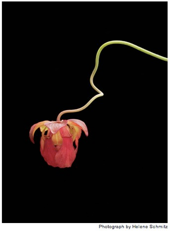 Illustration for article titled The Unfurled Petals That Lure With Sweet Poison